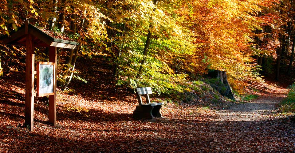 Naturpark Lauenburgische Seen Schleswig-Holstein Natur Freizeit Naturliebhaber Aktivitäten aktiv Wandern Wanderungen Wandertouren Wanderrouten Wald Seen Bäume Naturschutz Naturschutzgebiet