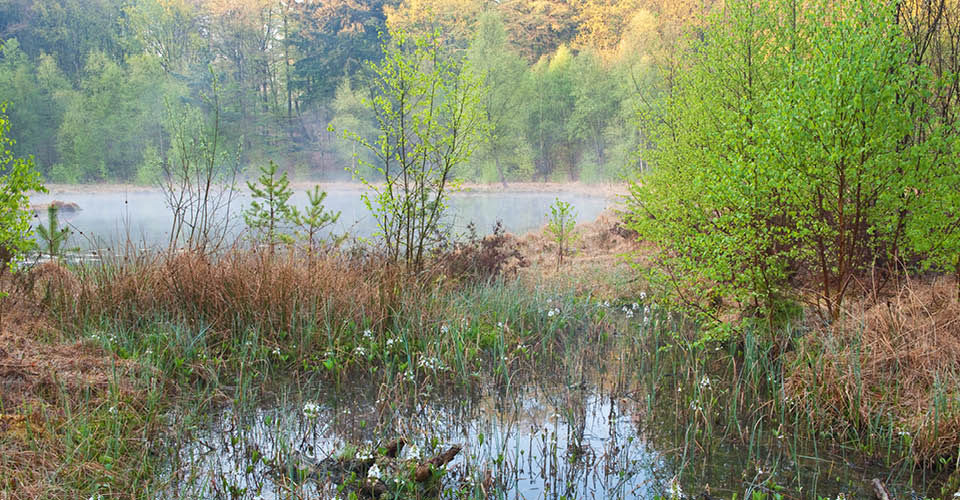 Naturpark Lauenburgische Seen Schleswig-Holstein Natur Landschaft Freizeit Naturliebhaber Schutzgebiete Naturparke Naturschutz Erholung Kulturlandschaft Wald Wasser Grundloser Kolk